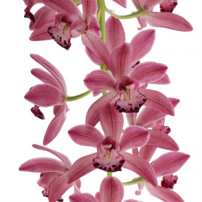 Cymbidium Cascade 'Anisa' (2-3 Rispenansätze)