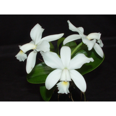 Cattleya violacea 'alba'