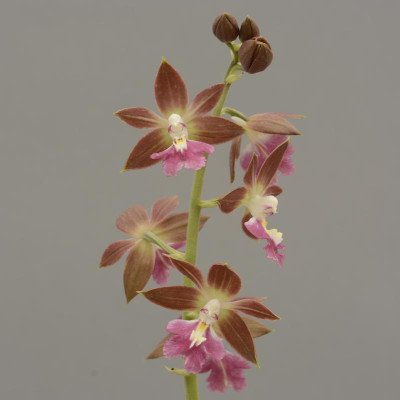 Calanthe brevicornu Hybride