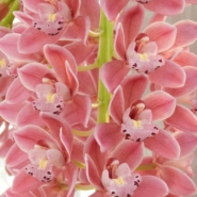 Cymbidium Cascade 'Sakura' (Mehrere Rispenansätze)