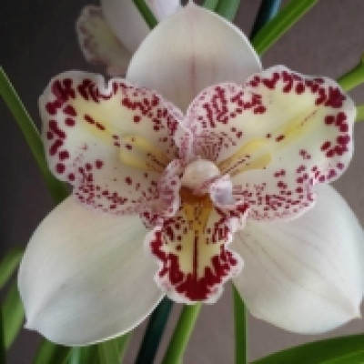 Cymbidium Surveley 'The Joker' (1-2 Rispen)