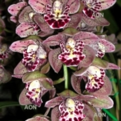 Cymb. Vogel's Magic 'Waikanae' (Mehrere Rispenansätze)