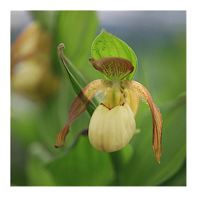 Cypripedium Victoria (abgeblüht / pflanzbereit)