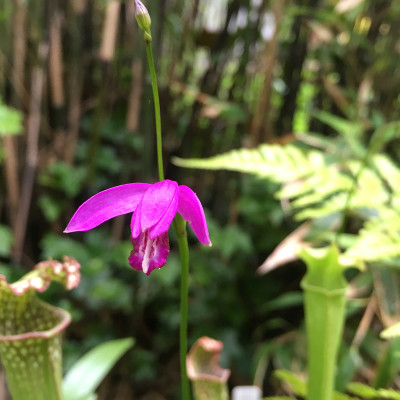 Eleorchis japonica