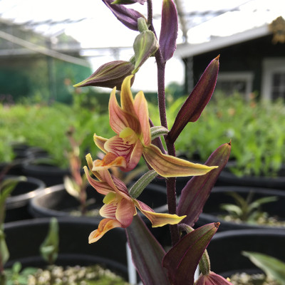 Epipactis gigantea 'Red leaf'