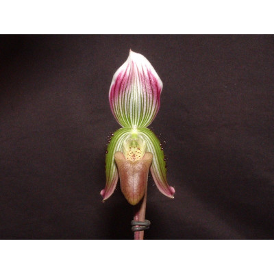 Paphiopedilum callosum 'Jardin Luxembourg'