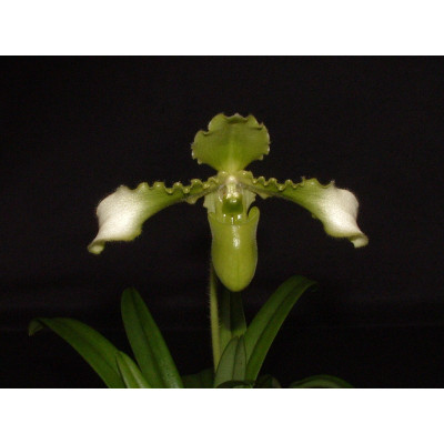 Paphiopedilum esquirolei 'alba'