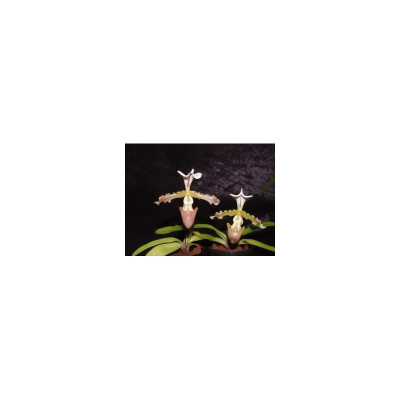 Paphiopedilum tranlineanum x spicerianum