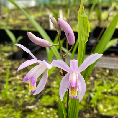 Bletilla striata 'Penway Paris' (abgeblüht, pflanzbereit)