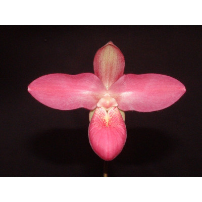 Phragmipedium Glen Decker