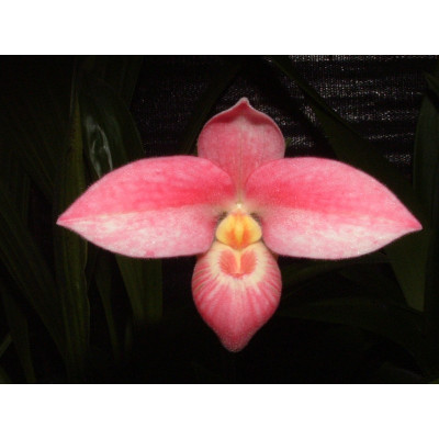 Phragmipedium Saint Quen