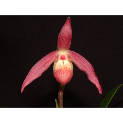 Phragmipedium Will Chantry