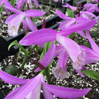 Pleione formosana 'Chini' (abgeblüht / pflanzbereit)