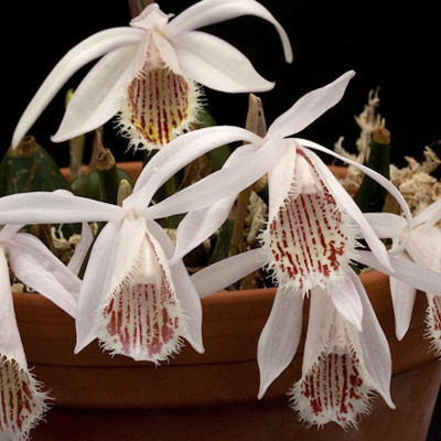 Pleione humilis Hybride