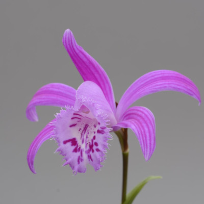 Pleione xBarbarae