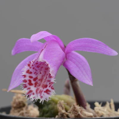 Pleione limprichtii