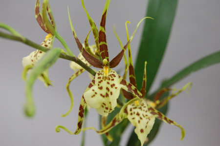 Brassia Eternal Wind 'Summer Dream' (2 Rispen)