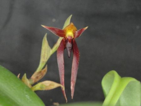 Bulbophyllum nymphopolitanum