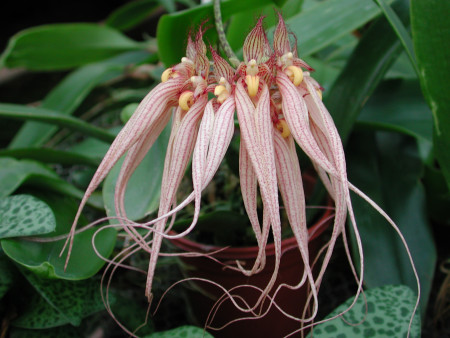 Bulbophyllum Louis Sander