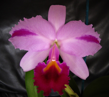 Cattleya trianae 'mooreana'