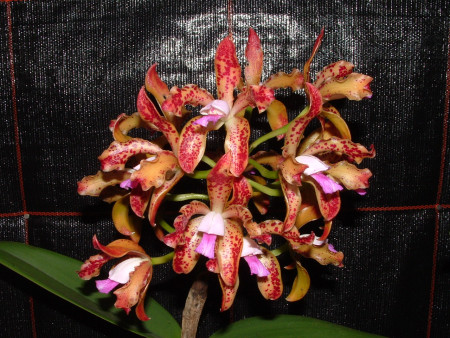 Cattleya guttata 'tigrina'