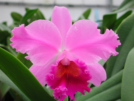 Cattleya Hybride (in Blüte / Knospe) 