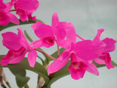 Cattleya skinneri 'Casa Luna'