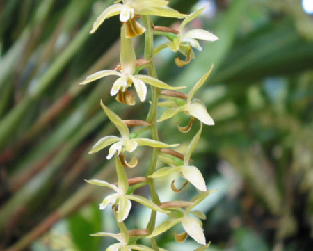 Dendrochilum abbreviatum 