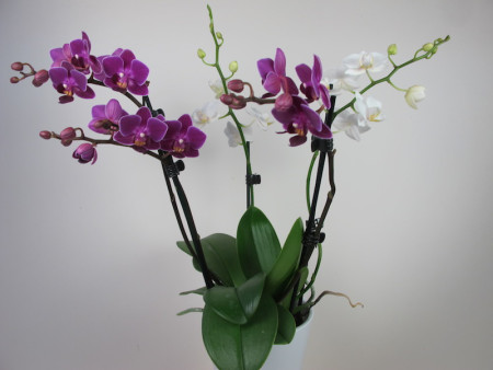 Doritaenopsis Confetti (4-5 Rispen)