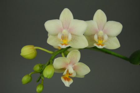 Doritaenopsis Sogo Bianca (2 Rispen)