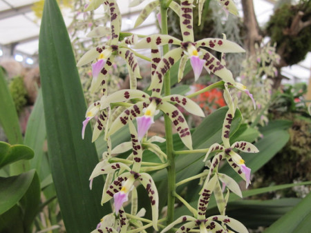 Epidendrum prismatocarpum