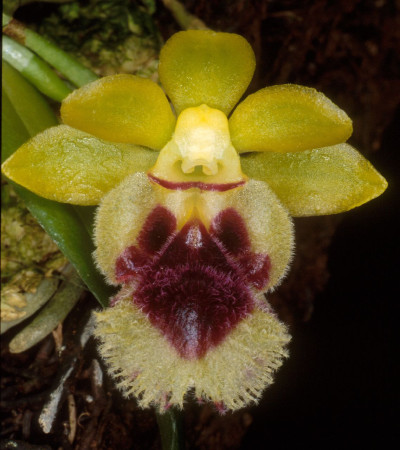 Haraella odorata (retrocalla)