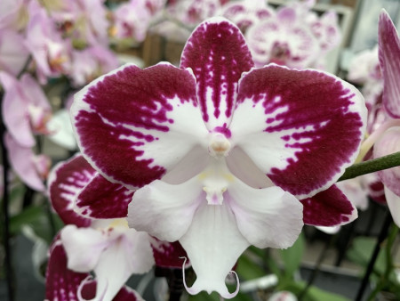 Phalaenopsis Tinker Bell 'Kizz' (1 Rispe)