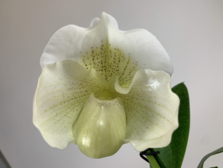 Paphiopedilum Mrs. White (in Blütenscheide)