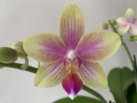 Phalaenopsis Biondoro (3 Rispen)