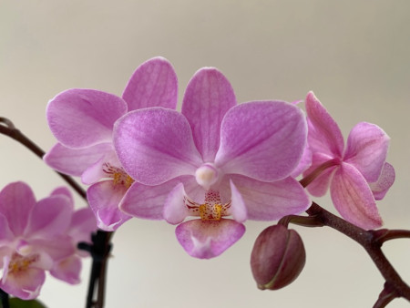 Phalaenopsis Sogo Sakura (2 Rispen)