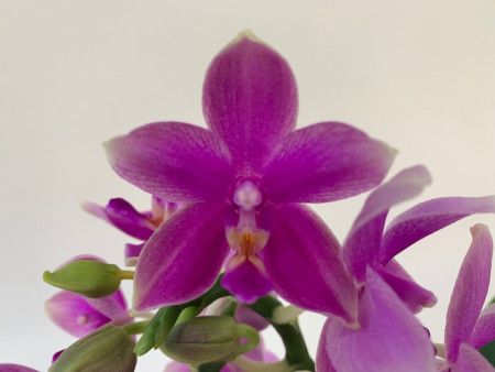 Phalaenopsis Love Potion (2 Blütenstiele)
