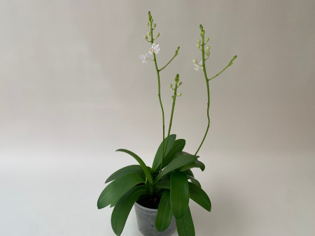 Doritis pulcherrima 'alba'