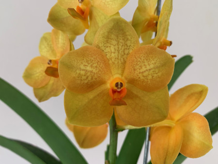 Ascocenda Magic Orange (in Knospe / Blüte)