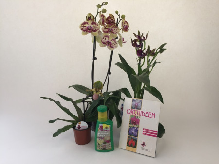 Orchideen-Einsteiger-Sortiment (3 versch. Orchideen in Knospe/Blüte)