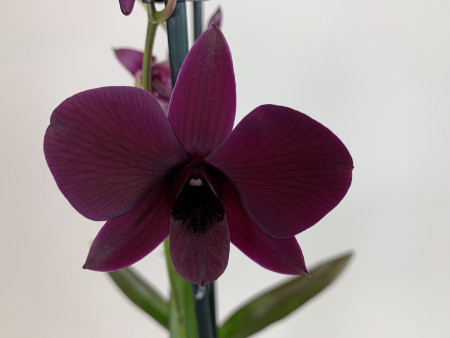 Dendrobium Sa-Nook 'Thailand Black' (2 Rispen)