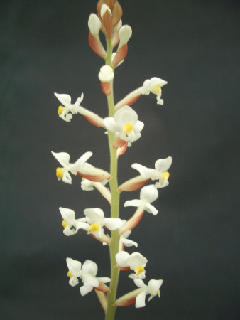 Ludisia discolor (3+ Stiele)