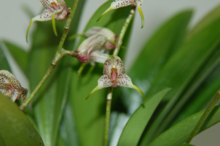 Masdevallia amanda