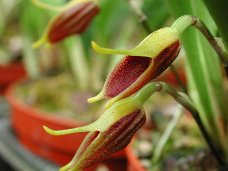 Masdevallia pyxis