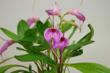 Masdevallia Selphi Orion (3+ Blüten)