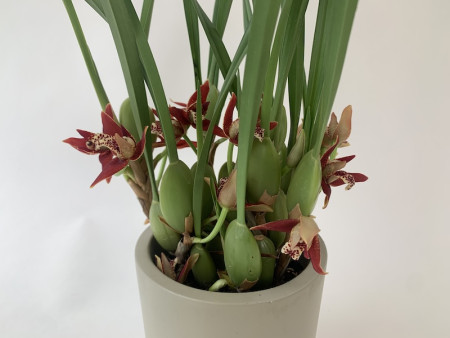 Maxillaria tenuifolia (9+ Blüten, inkl. Übertopf)