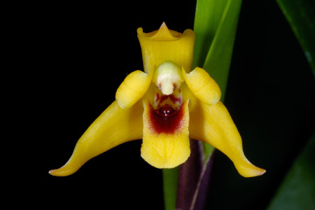 Maxillaria variabilis