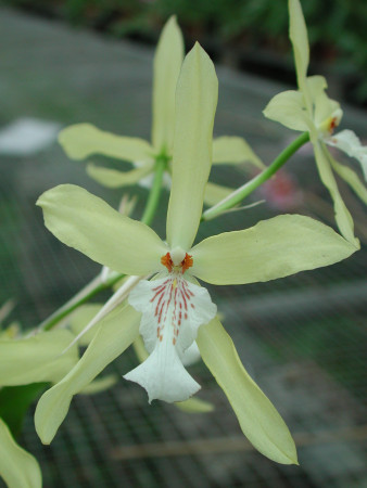 Miltonia flavescens