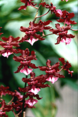 Oncidium Sharry Baby 'Sweet Fragrance' (2 Rispen)