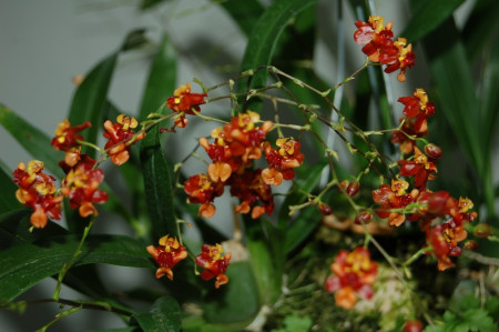 Oncidium Tiny Twinkle 'Orange Pride' 